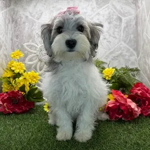 Amos, a Bernedoodle
