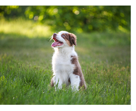 Pet-Safe Fertilizers for Dogs: What to Use, What to Avoid, and When It Is Safe to Let Your Dog Back Outside