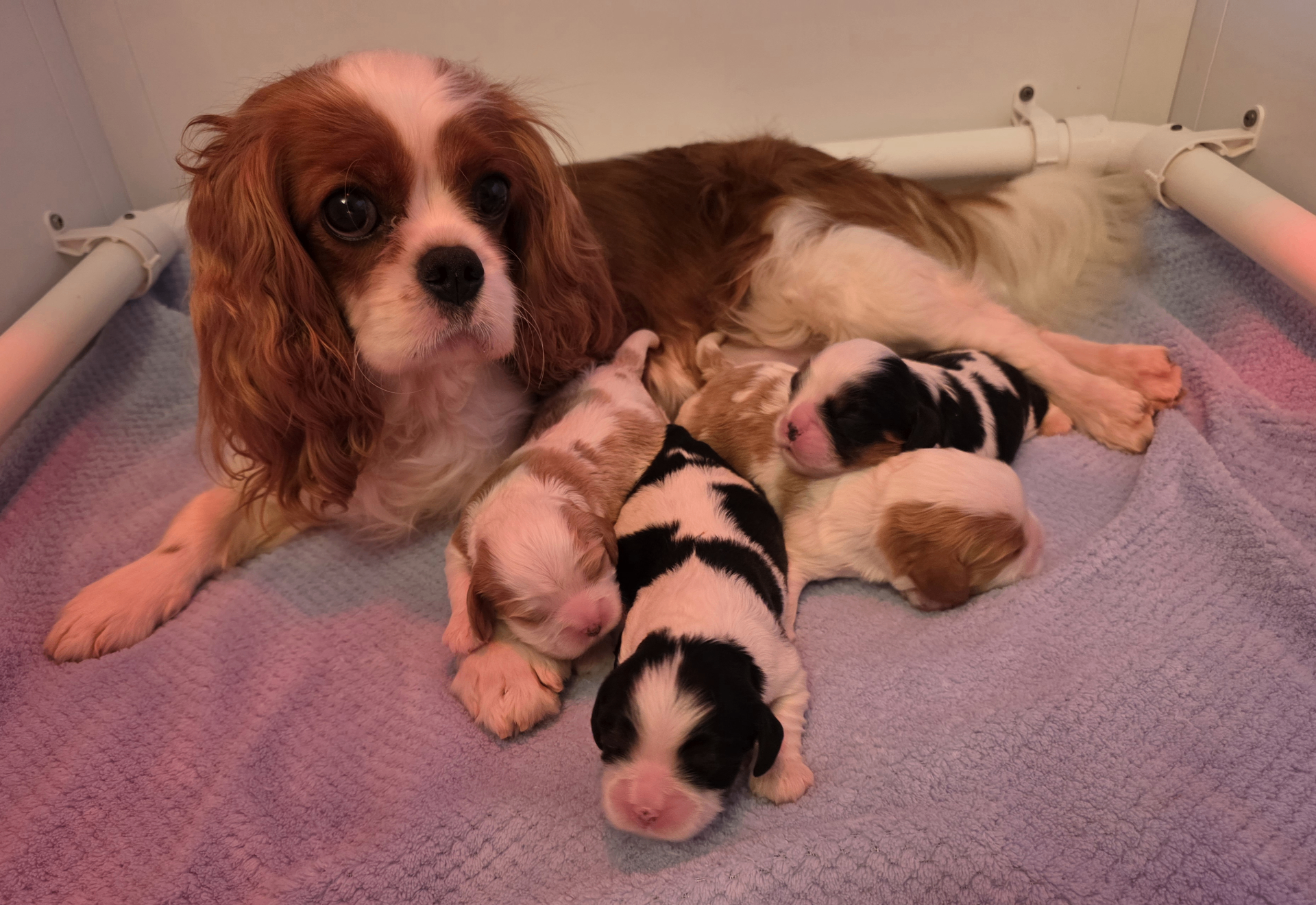 Daisy, a Cavalier King Charles Spaniel