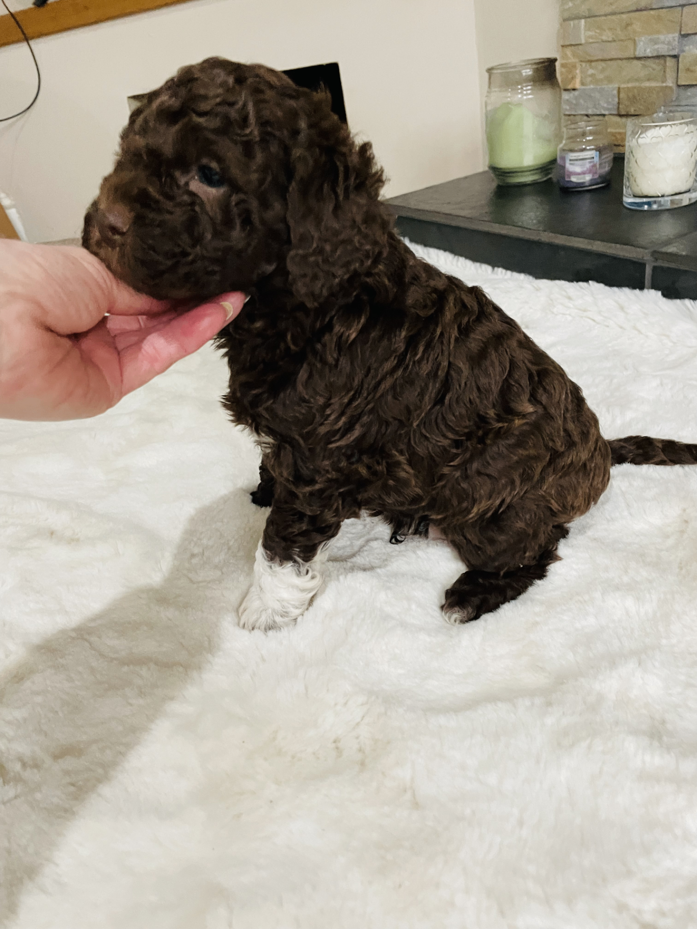 Biscuit, a Lagotto Romagnolo